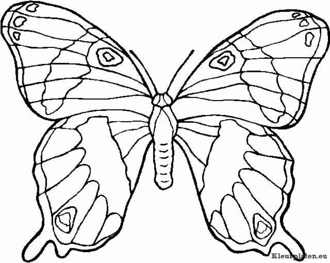 vlinders kleurplaat 182106