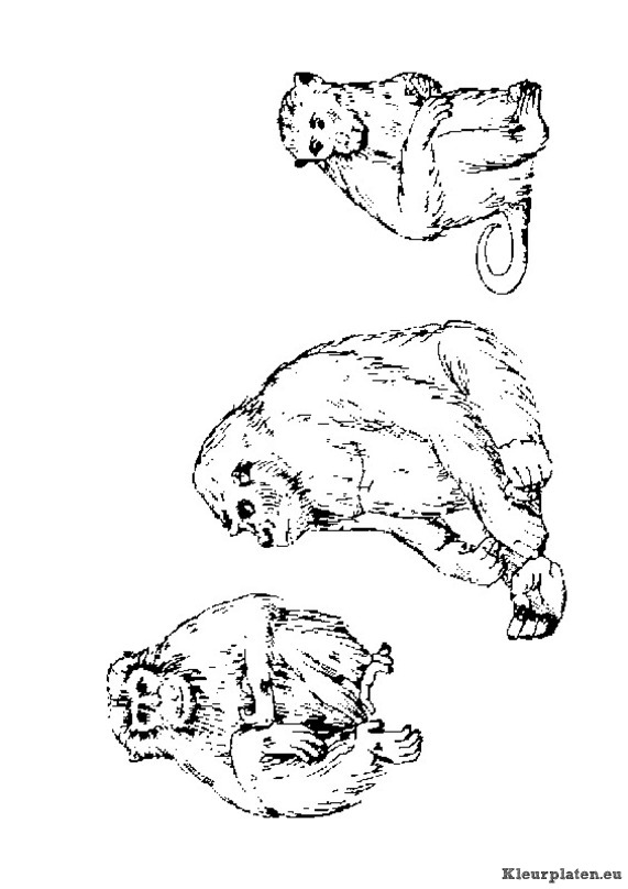 Apen kleurplaten