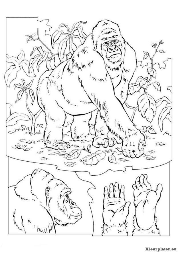 Bokito de gorilla kleurplaten