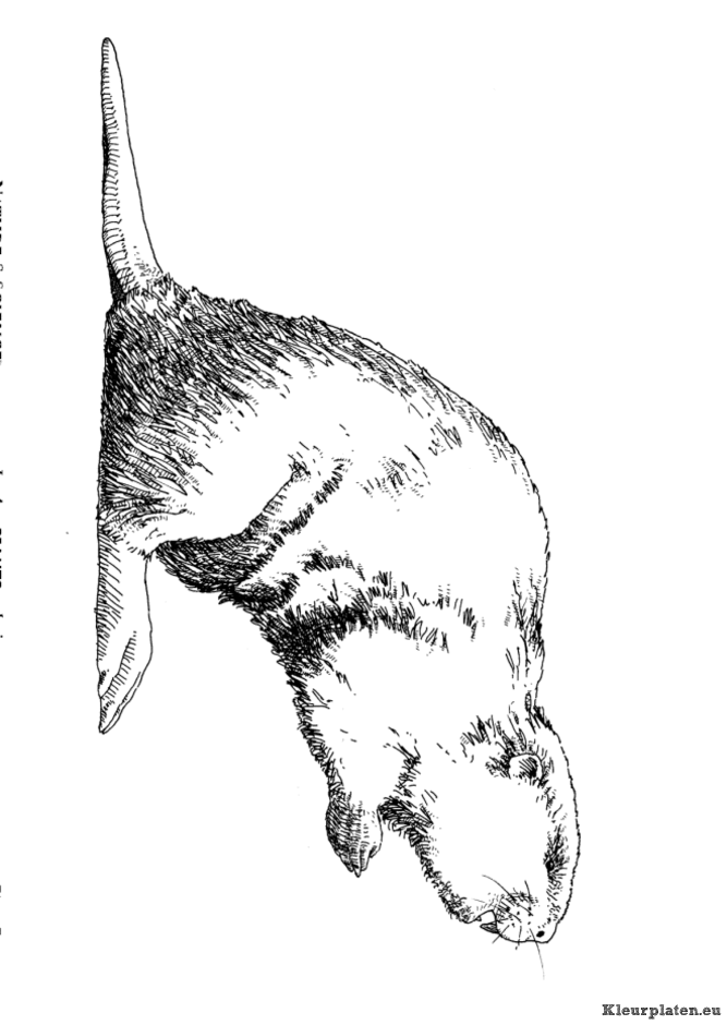 Dieren uit de ijstijd kleurplaten