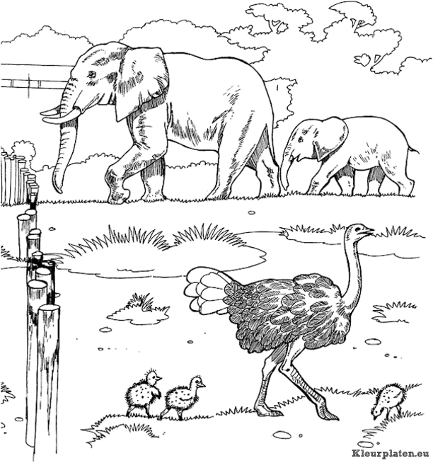 Dierentuin kleurplaten