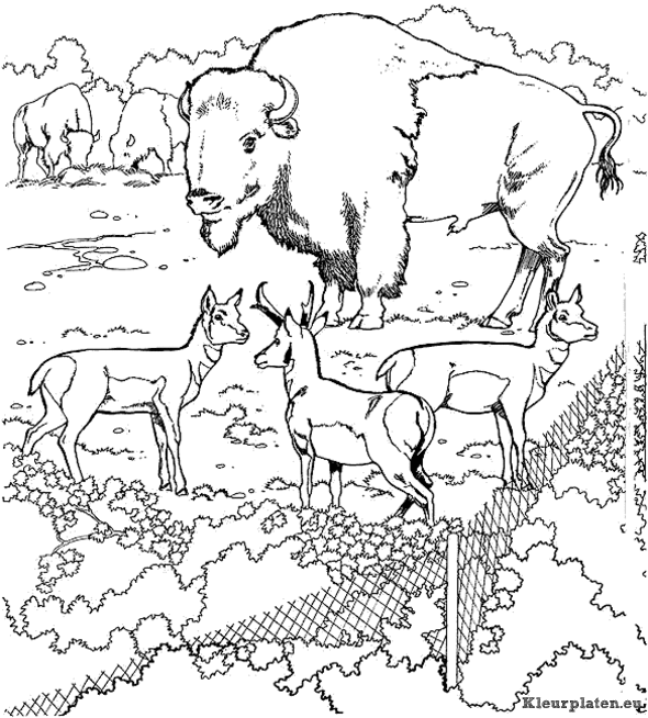 Dierentuin kleurplaten