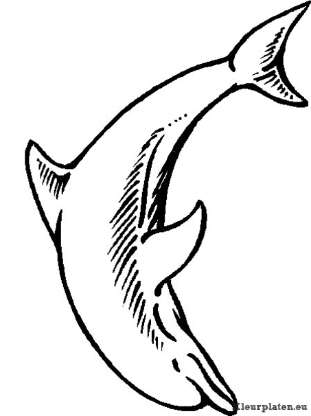 Dolfijnen kleurplaat