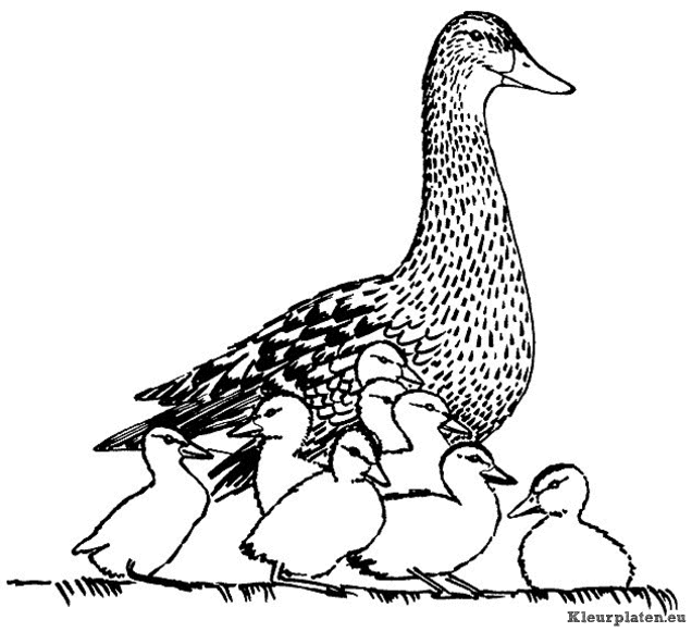 Eendjes kleurplaten