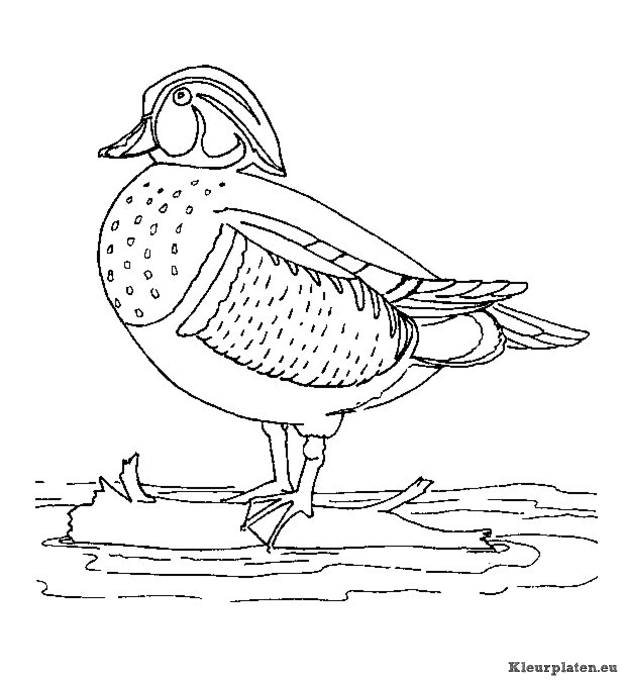 Eendjes kleurplaten