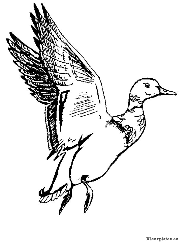 Eendjes kleurplaten