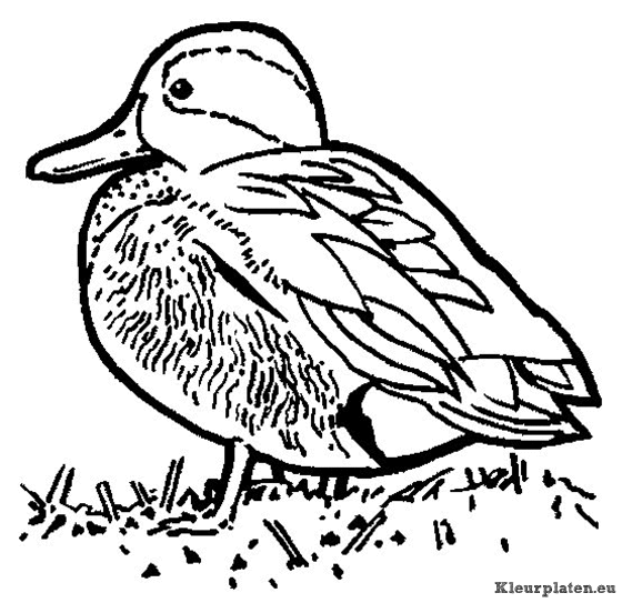 Eendjes kleurplaten