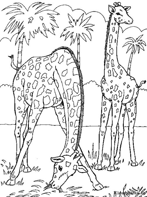 Giraffe kleurplaten