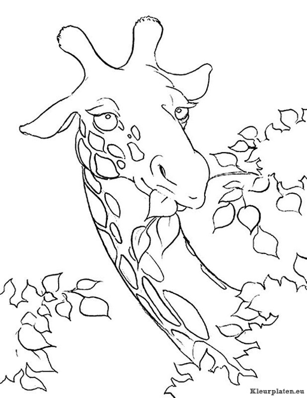 Giraffe kleurplaten