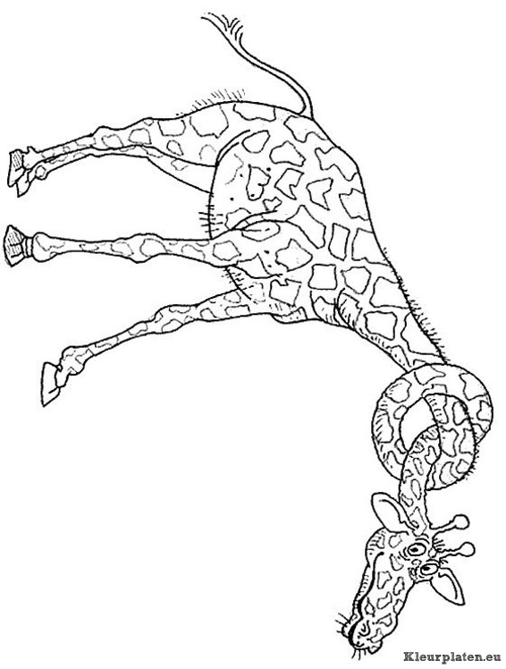 Giraffe kleurplaten