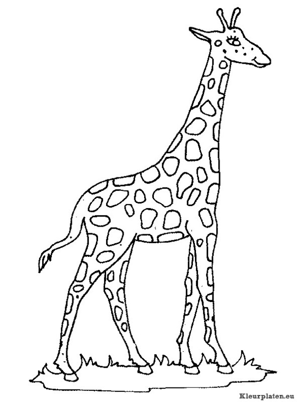 Giraffe kleurplaat