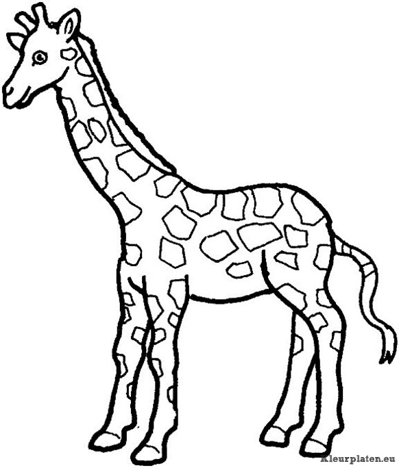 Giraffe kleurplaat