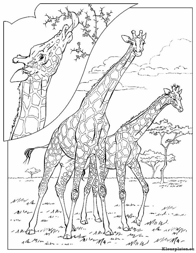 Giraffe kleurplaten