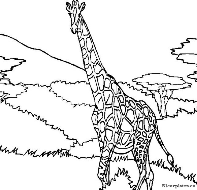 Giraffe kleurplaten