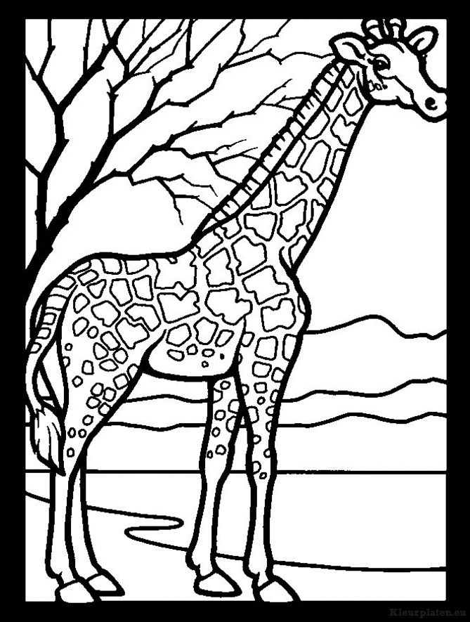 Giraffe kleurplaten
