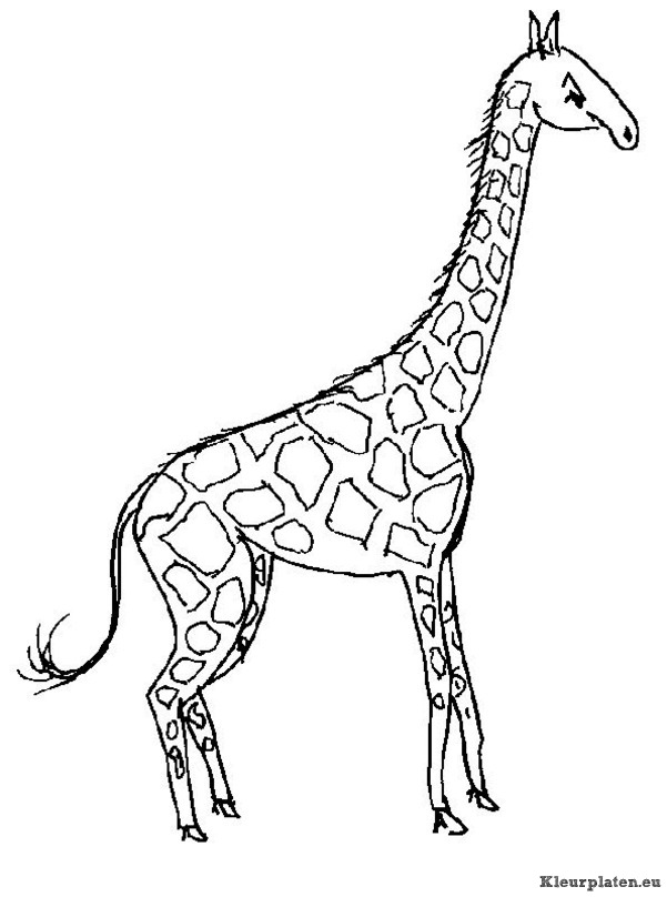 Giraffe kleurplaat