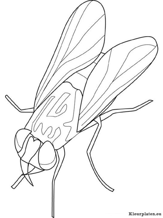 Insecten kleurplaten