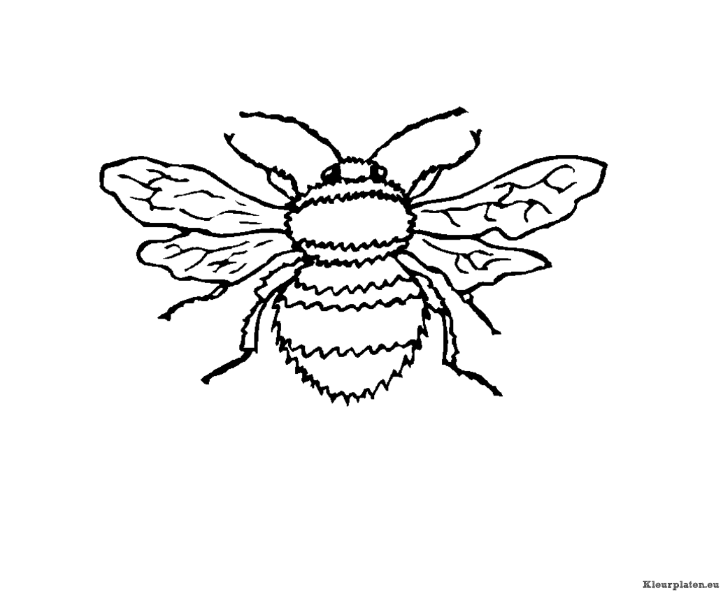 Insecten kleurplaten