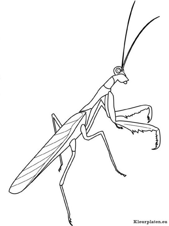 Insecten kleurplaten
