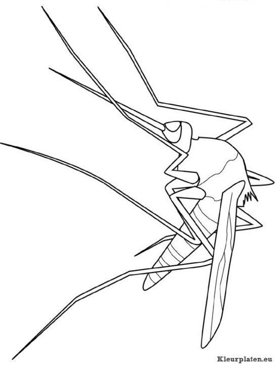 Insecten kleurplaten