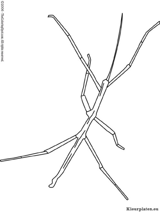 Insecten kleurplaten
