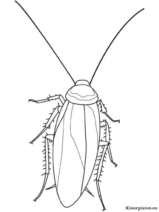 Insecten kleurplaat