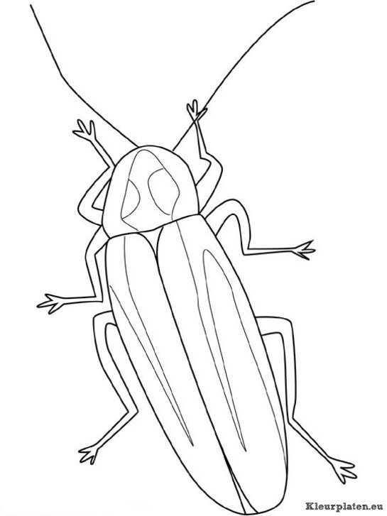 Insecten kleurplaten