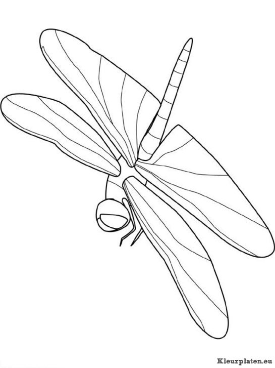 Insecten kleurplaten