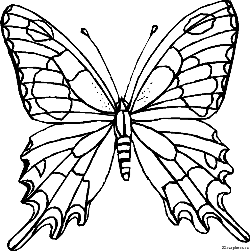 Insecten kleurplaten