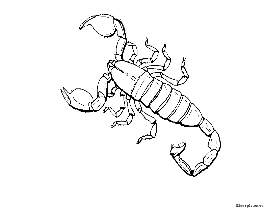 Insecten kleurplaten