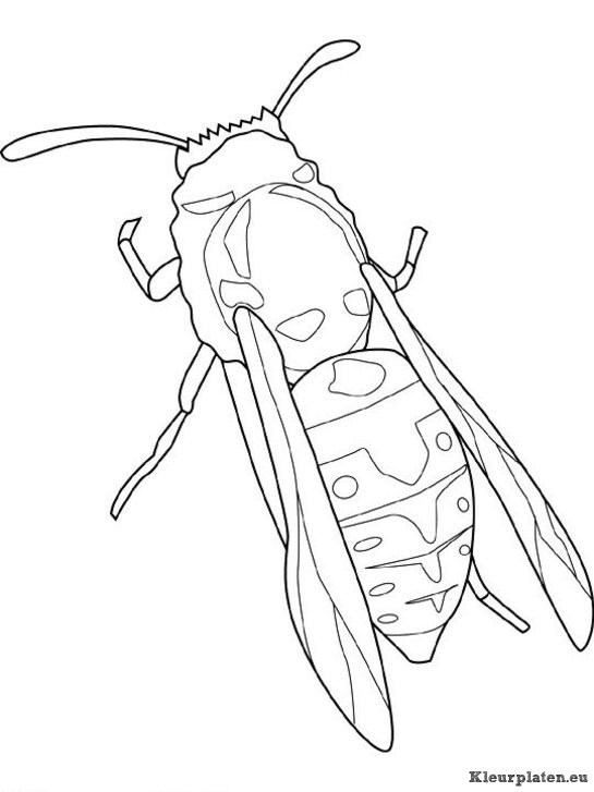 Insecten kleurplaten