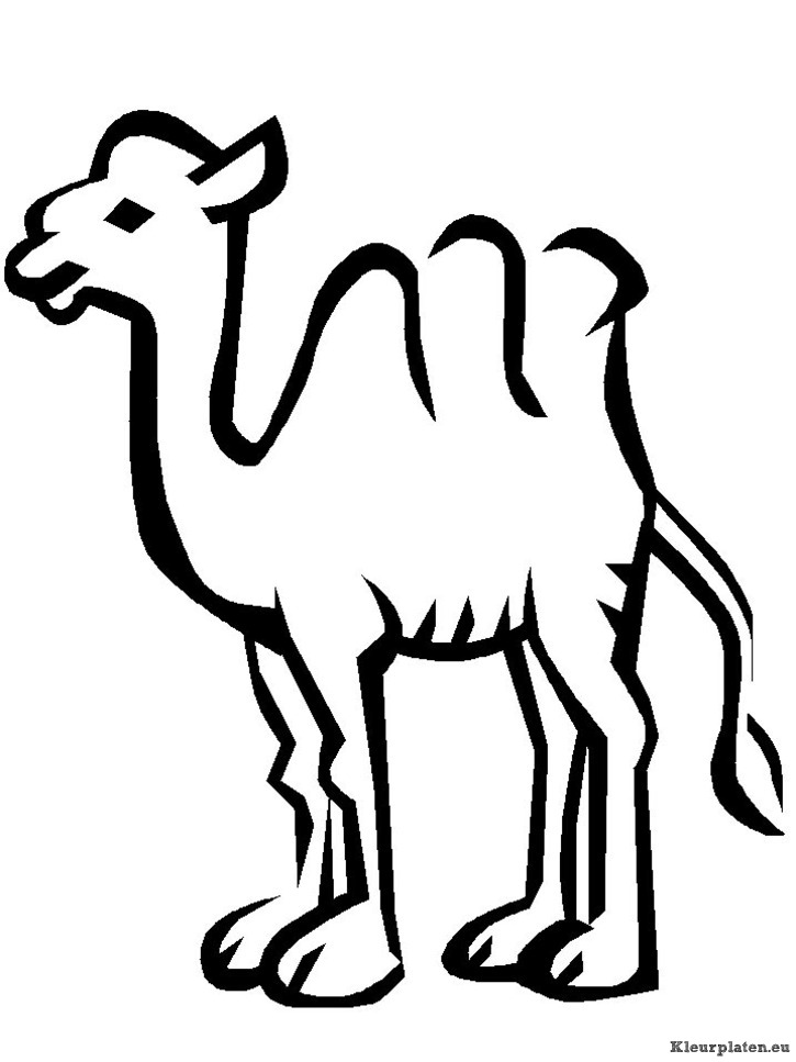 Kamelen kleurplaat