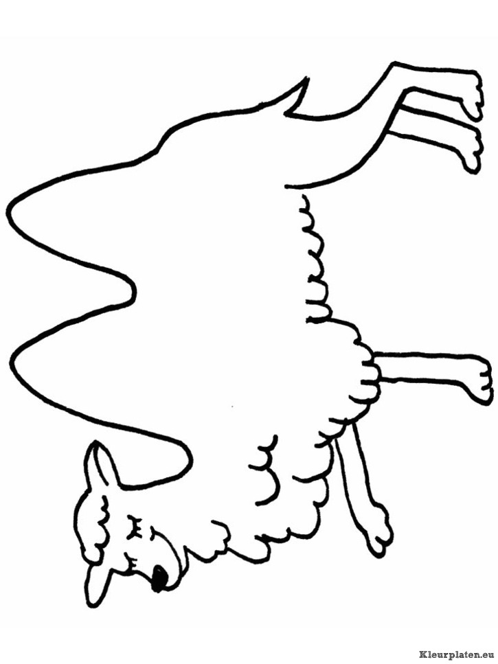 Kamelen kleurplaten