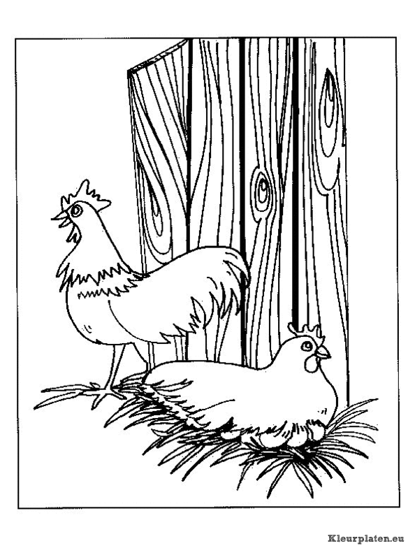 Kippen kleurplaten
