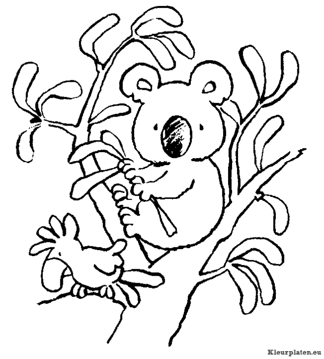 Koala beertjes kleurplaten