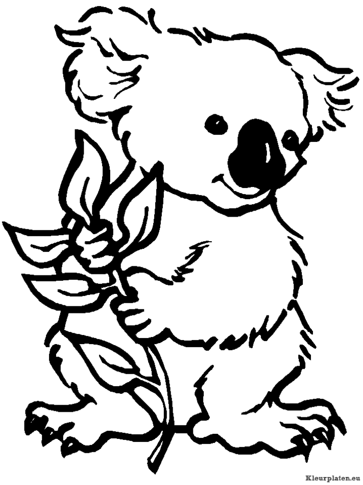 Koala beertjes kleurplaten
