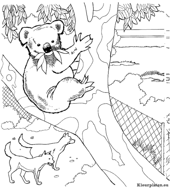 Koala beertjes kleurplaten