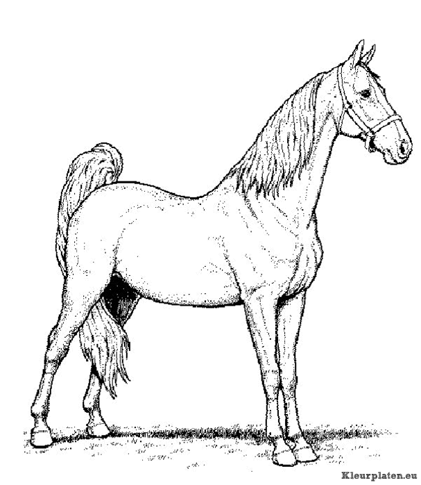 Paarden kleurplaten