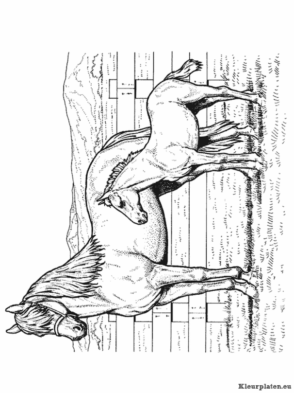 Paarden kleurplaat 59950 kleurplaat