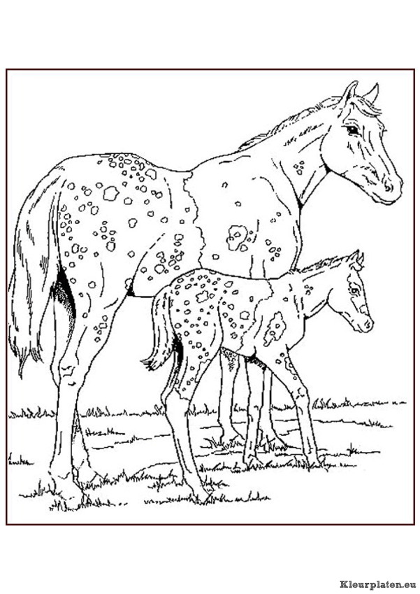 Paarden kleurplaten