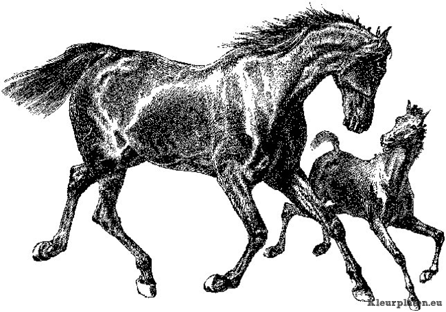 Paarden kleurplaat