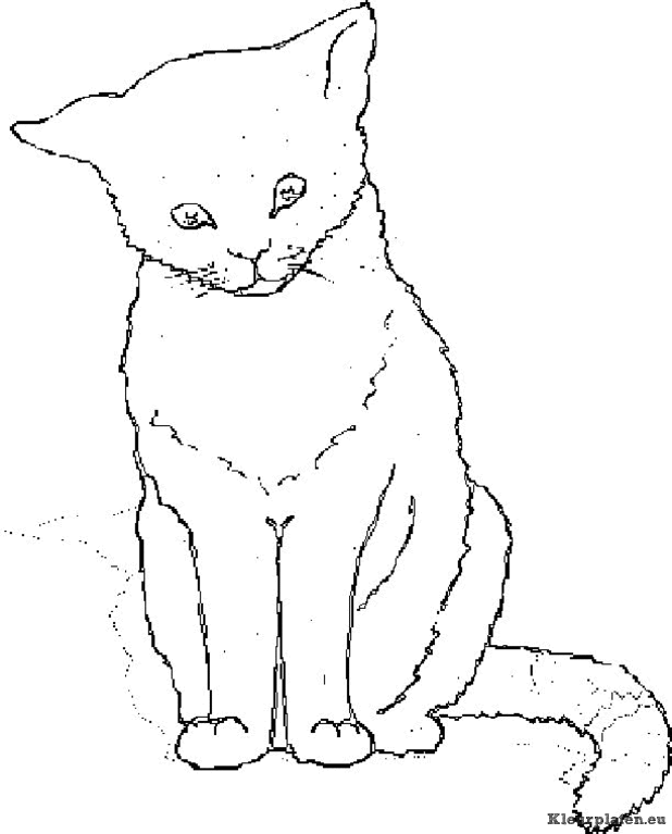 Poezen en katten kleurplaten