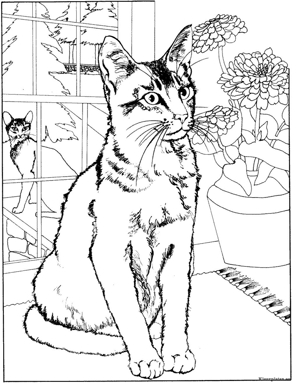 Poezen en katten kleurplaten