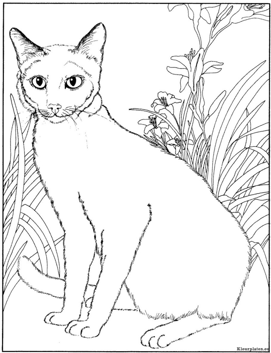 Poezen en katten kleurplaten