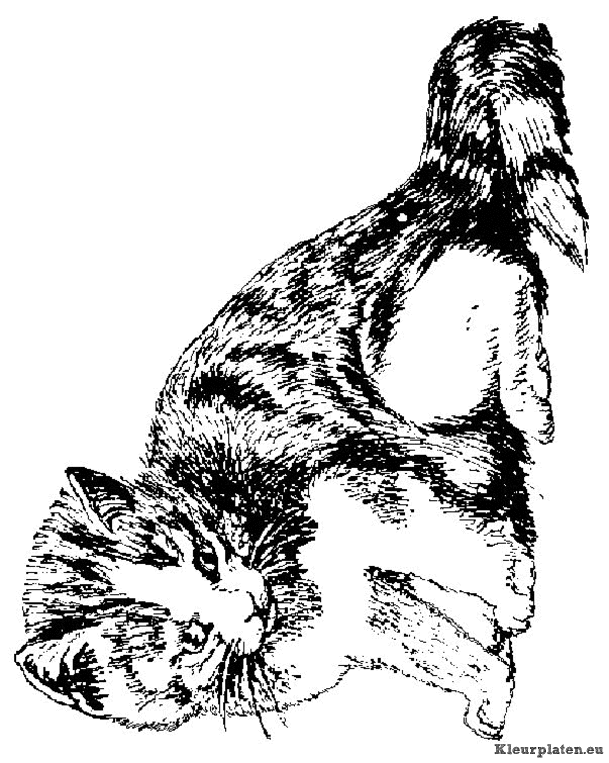 Poezen en katten kleurplaten