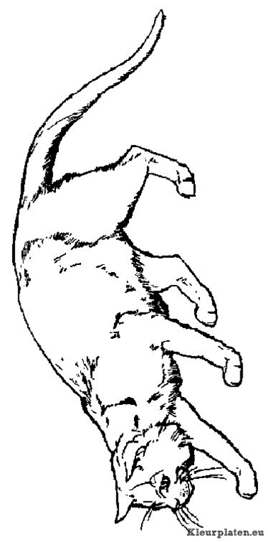 Poezen en katten kleurplaten
