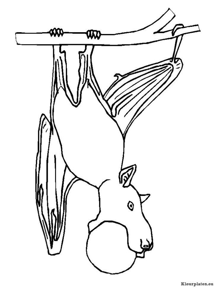 Vleermuizen kleurplaten