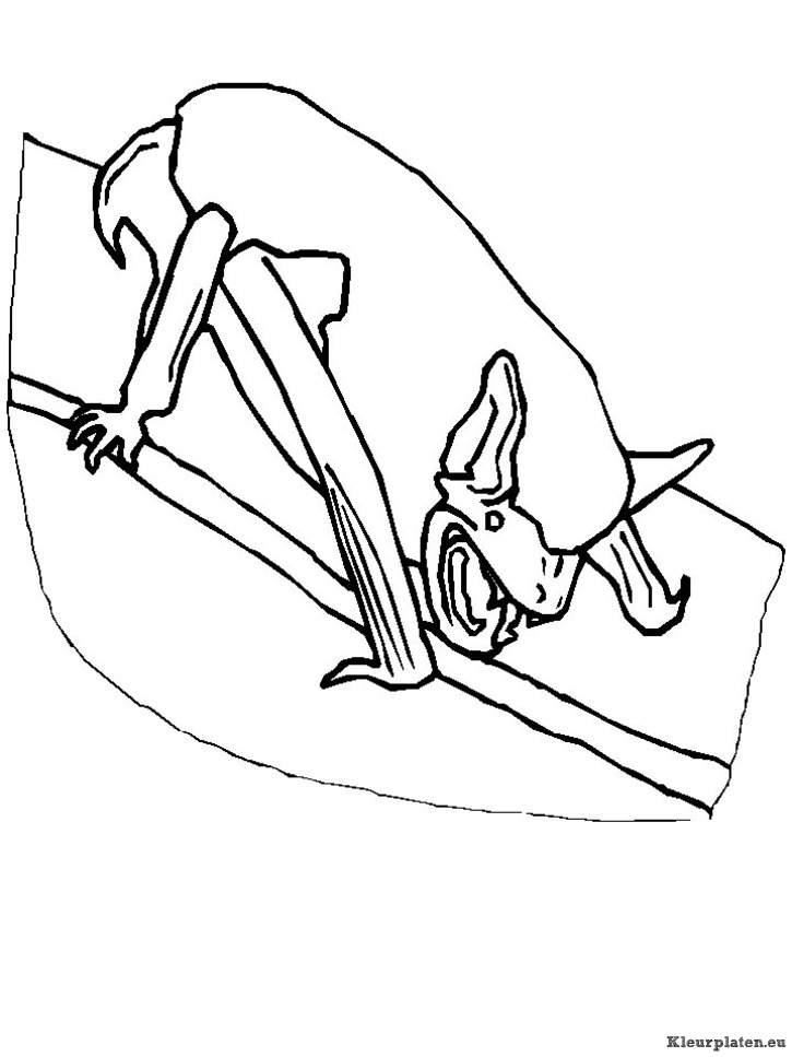 Vleermuizen kleurplaten