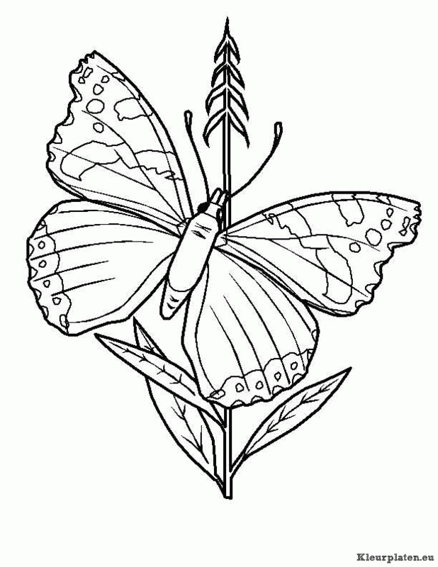 Vlinders kleurplaten