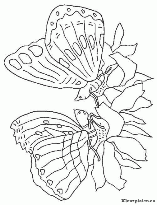 Vlinders kleurplaten
